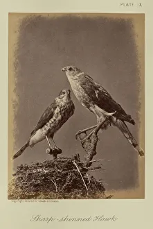 Sharp-shinned Hawk William Notman Canadian born Scotland Sharp-shinned Hawk William Notman Canadian born Scotland