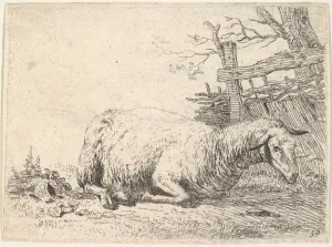 sheep lying legs folded underneath body next sheep lying legs folded underneath body next