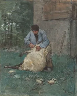 Sheep shearer shearing sheep Anton Mauve mentioned Sheep shearer shearing sheep Anton Mauve mentioned
