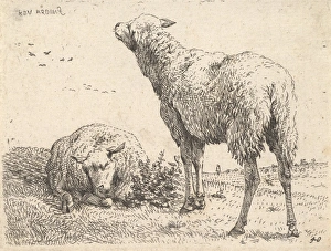 Two sheep shown frontally reclining position Two sheep shown frontally reclining position