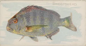 Sheepshead Fish American Waters series N8 Allen & Ginter Cigarettes Brands Sheepshead Fish American Waters series N8 Allen & Ginter Cigarettes Brands