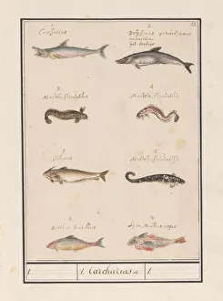 Sheet eight different fish 1 Carcharias title Sheet eight different fish 1 Carcharias title