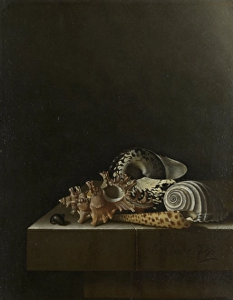 Shells Stone Plinth Adriaen Coorte 1698 oil paint Shells Stone Plinth Adriaen Coorte 1698 oil paint