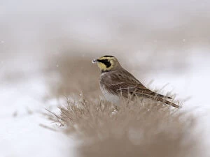 Images Dated 14th February 2010: Shore Lark in the snow at floor, Netherlands