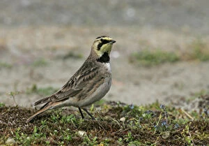 Images Dated 2nd May 2005: Shore Lark standing