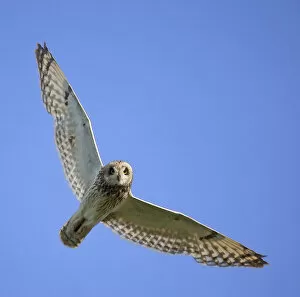 Images Dated 25th June 2005: Short-eared Owl in flight, Asio flammeus