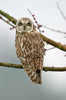 Images Dated 13th February 2004: Short-eared Owl perched in tree, Asio flammeus
