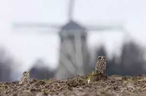 Images Dated 19th February 2005: Short-eared Owls perched in farmland, Asio flammeus, Netherlands