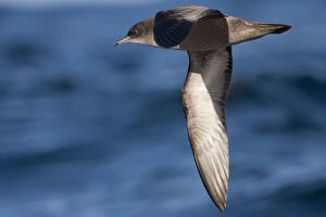 Images Dated 20th November 2010: Short-tailed Shearwater in flight, Ardenna tenuirostris