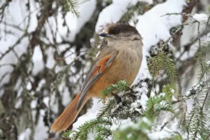 Images Dated 9th March 2008: Siberian Jay perched, Perisoreus infaustus