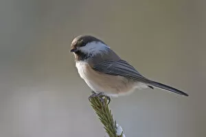 Images Dated 31st March 2004: Siberian Tit perched on branch