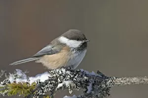 Images Dated 1st April 2004: Siberian Tit perched on branch