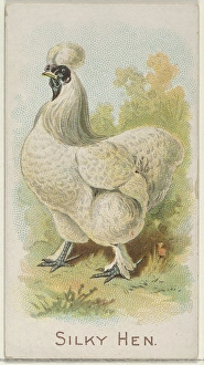 Silky Hen Prize Game Chickens series N20 Allen & Ginter Cigarettes Silky Hen Prize Game Chickens series N20 Allen & Ginter Cigarettes
