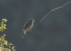 Images Dated 7th June 2006: Singing Common Nightingale, Luscinia megarhynchos, Netherlands