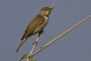 Images Dated 22nd July 2006: Singing Eurasian Reed Warbler in reed, Acrocephalus scirpaceus