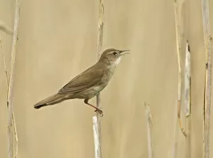 Images Dated 28th April 2005: Singing Savi's Warbler in reedbed, Locustella luscinioides, the Netherlands