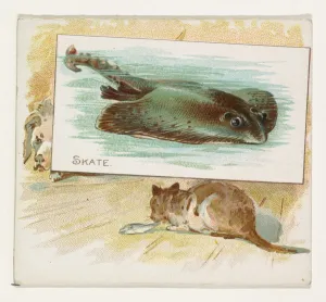 Skate Fish American Waters series N39 Allen & Ginter Cigarettes Skate Fish American Waters series N39 Allen & Ginter Cigarettes