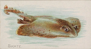 Skate Fish American Waters series N8 Allen & Ginter Cigarettes Brands Skate Fish American Waters series N8 Allen & Ginter Cigarettes Brands