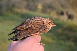 Images Dated 7th October 2007: Skylark in the hand for ringing