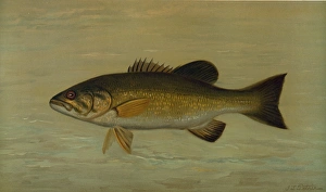 The Small-Mouthed Black Bass, Micropterus dolomieu, Harris, William C. (William Charles) The Small-Mouthed Black Bass, Micropterus dolomieu, Harris, William C. (William Charles)