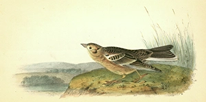Smiths Lark-Bunting. Adult Male., Audubon, John James, 1785-1851 Smiths Lark-Bunting. Adult Male., Audubon, John James, 1785-1851