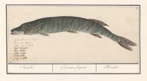 Snoek Esox lucius Lucius Lupus Brochet title Snoek Esox lucius Lucius Lupus Brochet title