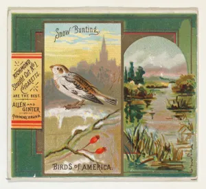 Snow Bunting Birds America series N37 Allen & Ginter Cigarettes Snow Bunting Birds America series N37 Allen & Ginter Cigarettes