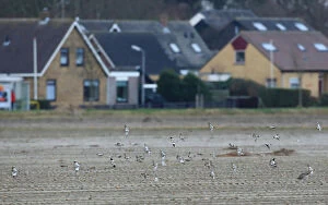 Images Dated 8th December 2013: Snow Buntings on migration, Plectrophenax nivalis