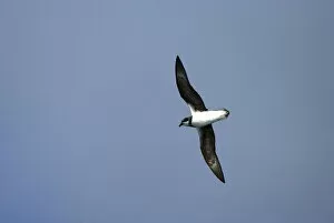 Images Dated 23rd March 2006: Soft-plumaged Petrel in flight, Pterodroma mollis