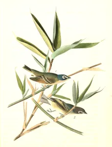 Solitary Vireo, or Greenlet. Male. (American Cane Solitary Vireo, or Greenlet. Male. (American Cane