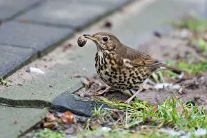 Images Dated 16th January 2010: Song Thrush foraging on snail, Turdus philomelos