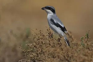 Images Dated 14th November 2008: Southern Grey Shrike in low bush, Oman