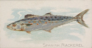 Spanish Mackerel Fish American Waters series Spanish Mackerel Fish American Waters series