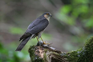 Images Dated 27th June 2006: Sparrowhawk with prey