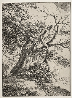 Specimens Polyautography Landscape Oak Tree 1803 Specimens Polyautography Landscape Oak Tree 1803
