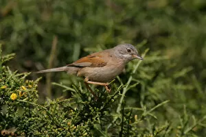 Images Dated 30th April 2004: Spectacled Warbler at breeding site, Sylvia conspicillata, Cyprus