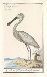 Spoonbill Platalea leucorodia Lepelaere Pelicanus platea Spoonbill Platalea leucorodia Lepelaere Pelicanus platea