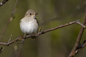 Images Dated 5th June 2008: Spotted Flycatcher perched on a branch, Muscicapa striata, Finland