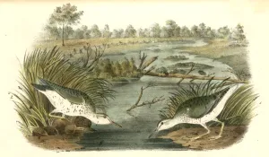 Spotted Sandpiper Gallery: Spotted Sandpiper. 1. Male. 2. Female. Audubon, John James, 1785-1851
