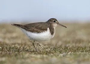 Spotted Sandpiper Gallery: Spotted Sandpiper, Actitis macularius
