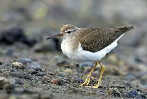 Spotted Sandpiper Gallery: Spotted Sandpiper, Actitis macularius, United States