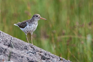 Spotted Sandpiper Gallery: Spotted Sandpiper adult on rock, Actitis macularius