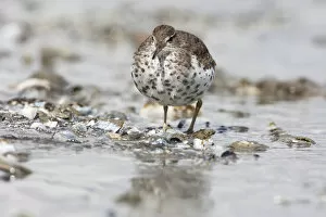 Spotted Sandpiper Gallery: Spotted Sandpiper in summerplumage, Actitis macularius, Netherlands