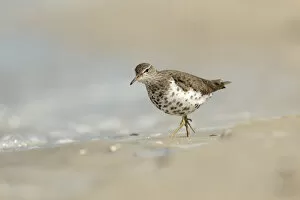 Spotted Sandpiper Gallery: Spotted Sandpiperon the beacht, Netherlands