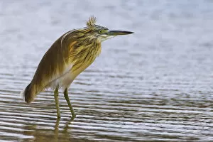 Images Dated 25th February 2012: Squacco Heron, Ardeola ralloides, Kuwait