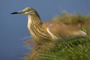 Images Dated 10th April 2009: Squacco Heron in grass, Ardeola ralloides, Italy