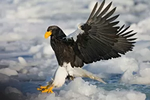Images Dated 25th February 2007: Steller's Sea-eagle in winter