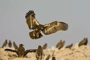 Images Dated 27th October 2007: Steppe Eagle in flight, Aquila nipalensis, Oman