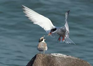 Images Dated 23rd September 2007: Sterna hirundo, Common Tern feeding young with fish