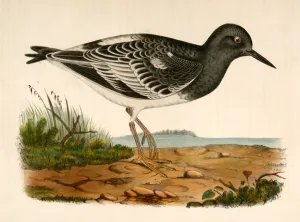Strepsilas melanocephalus, Black-headed Turnstone., Suckley, George 1830-1869, Cooper, J Strepsilas melanocephalus, Black-headed Turnstone., Suckley, George 1830-1869, Cooper, J